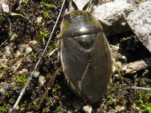 bodule obecná Ilyocoris cimicoides