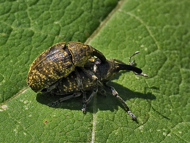 nosáčik Larinus sturnus