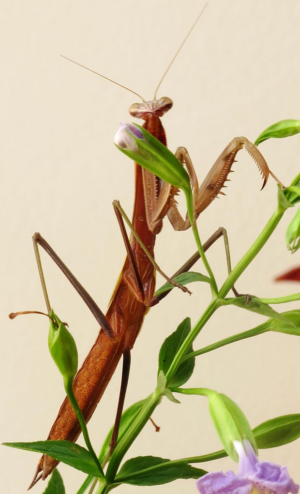 modlivka(samcek)  Mantis relegiosa