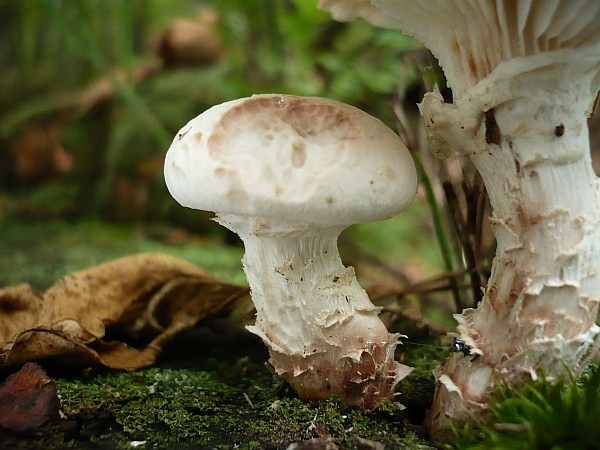 húževnatec šupinatý Neolentinus lepideus (Fr.) Redhead & Ginns