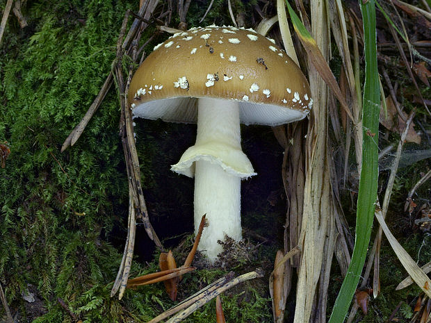 muchotrávka tigrovaná Amanita pantherina (DC.) Krombh.