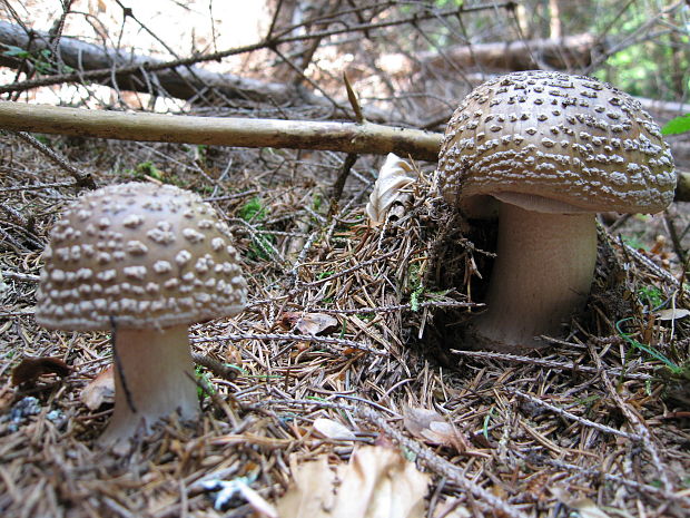 muchotrávka červenkastá Amanita rubescens Pers.