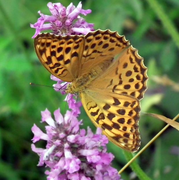 perlovec  Argynnis