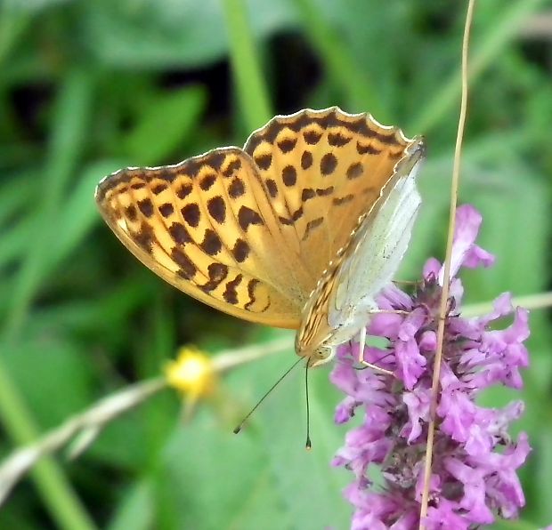 perlovec striebristopásavý  Argynnis paphia