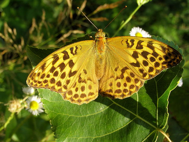 perlovec striebristopásavý Argynnis paphia