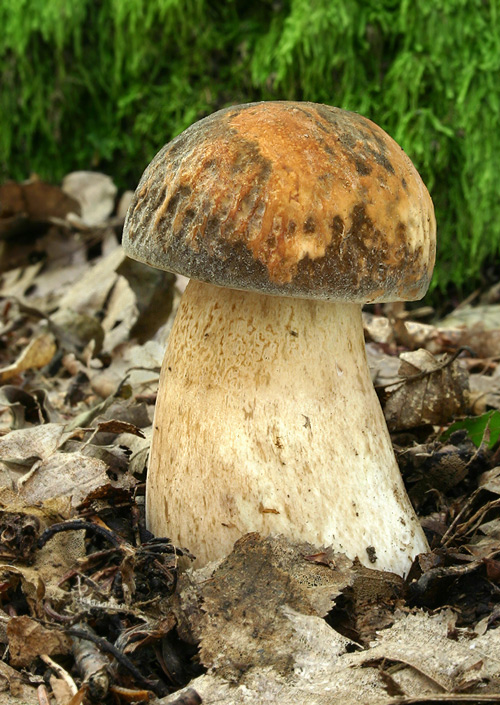 hríb bronzový Boletus aereus Bull. ex Fr.