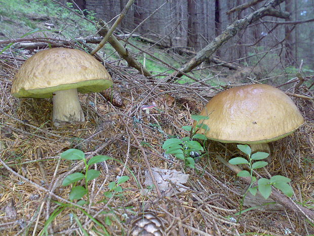 hríb smrekový Boletus edulis Bull.