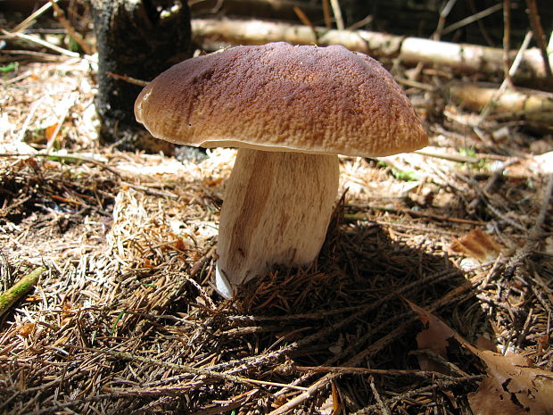 hríb smrekový Boletus edulis Bull.