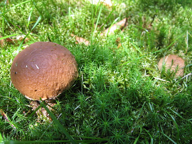 hríb smrekový Boletus edulis Bull.