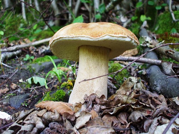 hríb dubový Boletus reticulatus Schaeff.