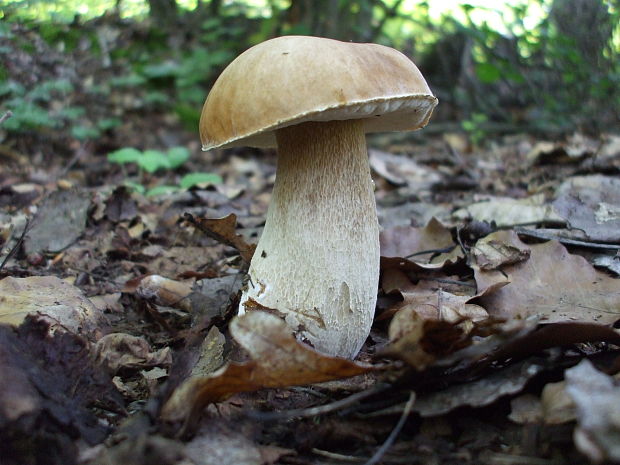 hríb dubový Boletus reticulatus Schaeff.