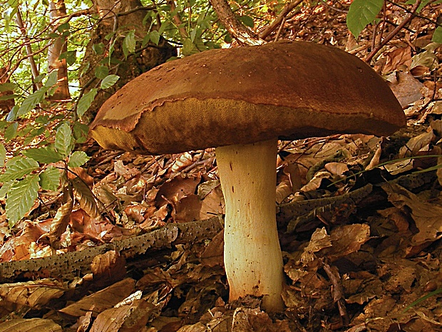 hríb príveskatý Butyriboletus appendiculatus (Schaeff. ex Fr.) Secr.