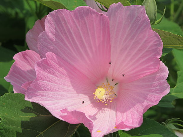 ibištek  Hibiscus palustris L.