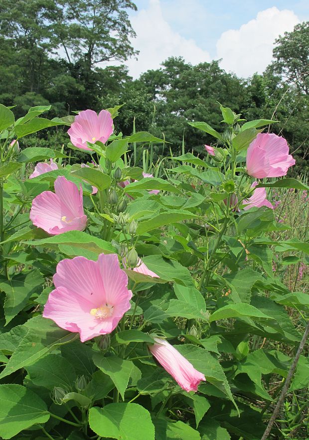 ibištek  Hibiscus palustris L.