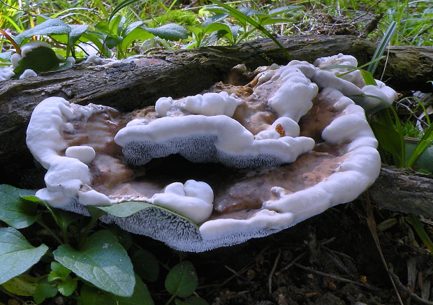 jelenkovka voňavá Hydnellum suaveolens (Scop.) P. Karst.