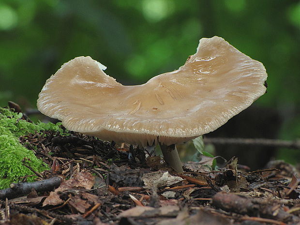 sliznačka koreňujúca Hymenopellis radicata (Relhan) R.H. Petersen