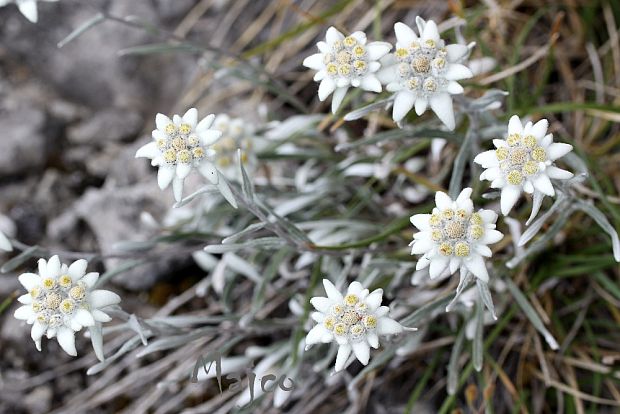 plesnivec alpínsky Leontopodium alpinum Cass.