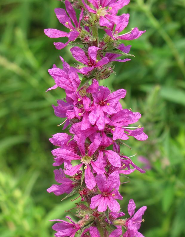 vrbica Lythrum alatum