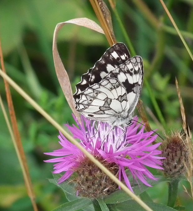 očkáň timotejkový Melanargia galathea