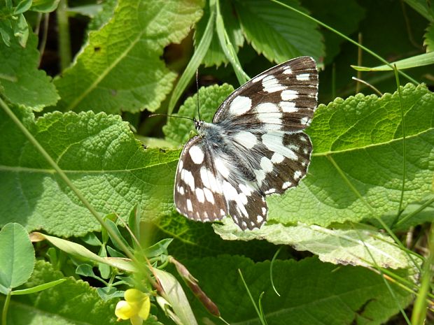 očkáň timotejkový Melanargia galathea