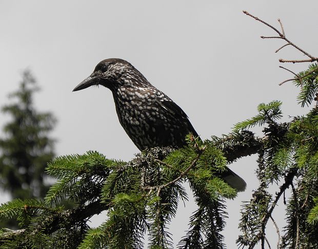 orešnica perlovaná Nucifraga caryocatactes