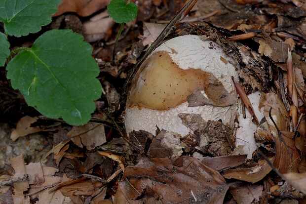 hadovka smradľavá Phallus impudicus L.