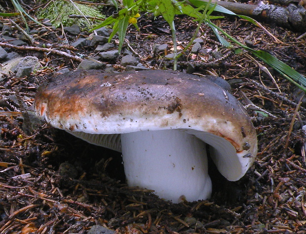 plávka černejúca Russula nigricans Fr.