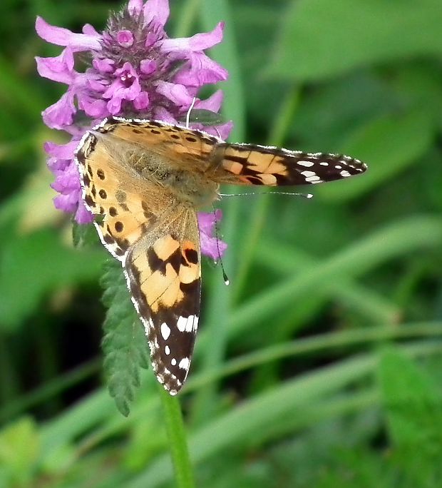 babočka bodliaková  Vanessa cardui