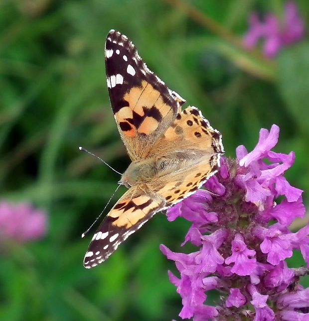 babočka bodliaková  Vanessa cardui