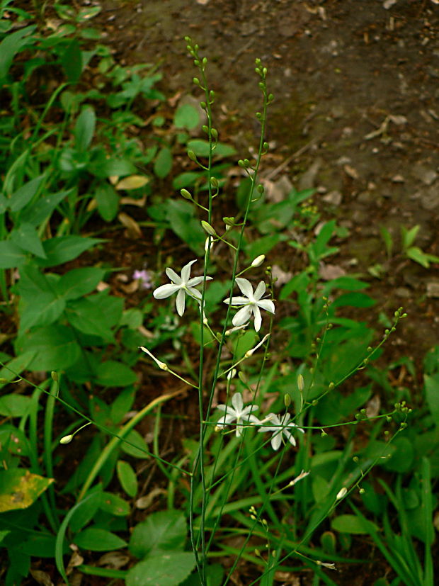 jagavka konáristá - bělozářka větevnatá Anthericum ramosum L.