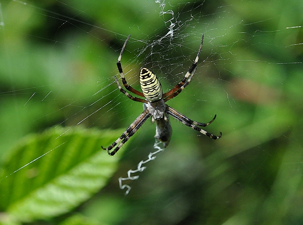 križiak pásavý Argiope bruennichi