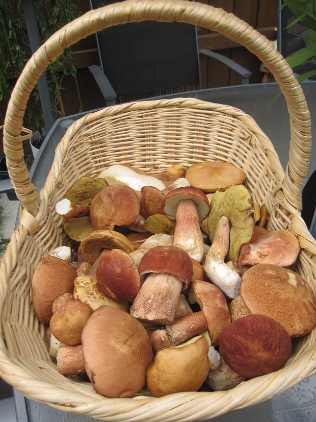 hríb smrekový Boletus edulis Bull.