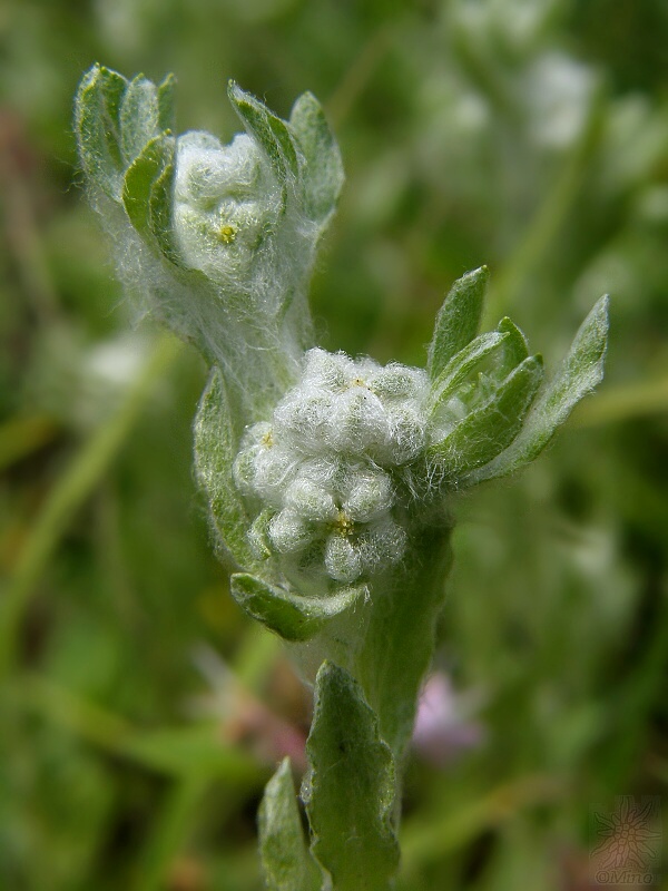 plsťovka vzpriamená Bombycilaena erecta (L.) Smoljan.