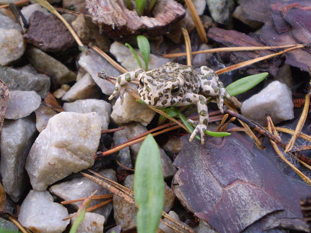 ropucha zelená  Bufo viridis