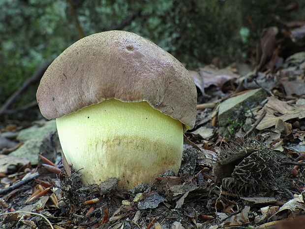 hríb príveskatý Butyriboletus appendiculatus (Schaeff. ex Fr.) Secr.