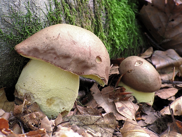 hríb príveskatý Butyriboletus appendiculatus (Schaeff. ex Fr.) Secr.