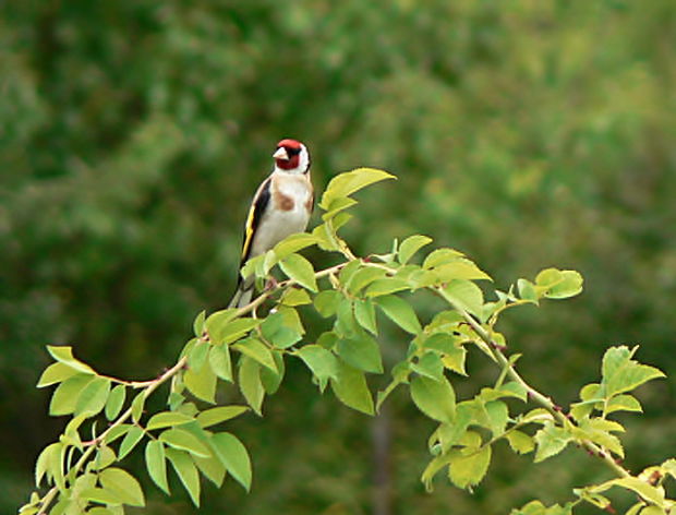 stehlík obyčajný Carduelis carduelis L. 1758