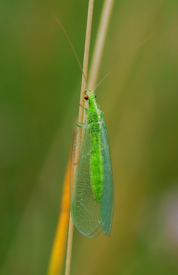 zlatoočka obyčajná Chrysopa carnea