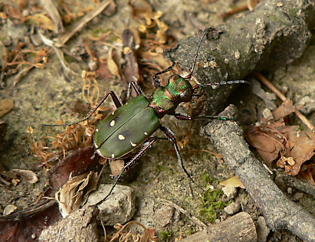 svižník poľný  Cicindela campestris L. 1758