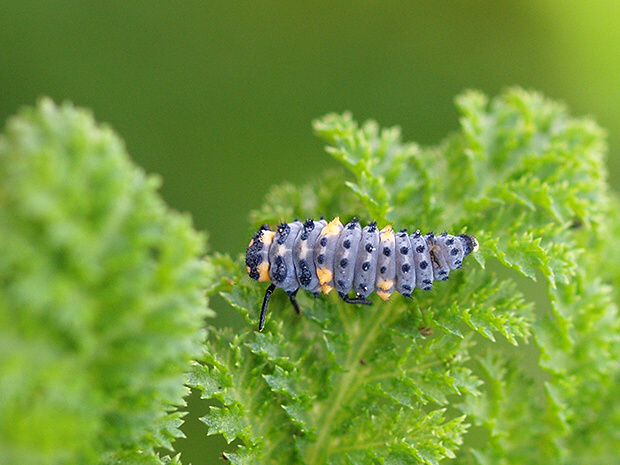 lienka sedembodková Coccinella septempunctata