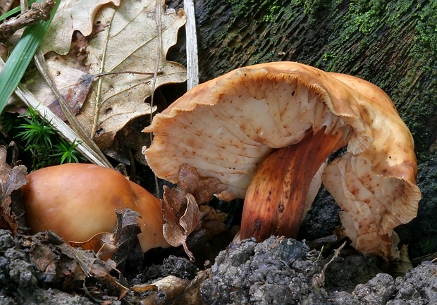 peniazovka vretenovitohlúbiková Gymnopus fusipes (Bull.) Gray