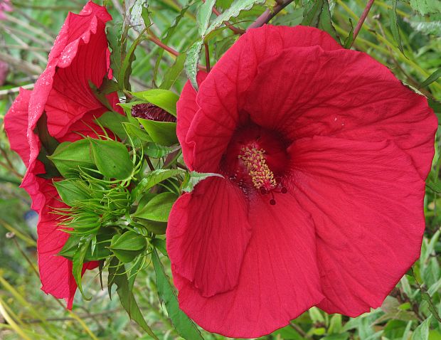 ibištek  Hibiscus palustris L.