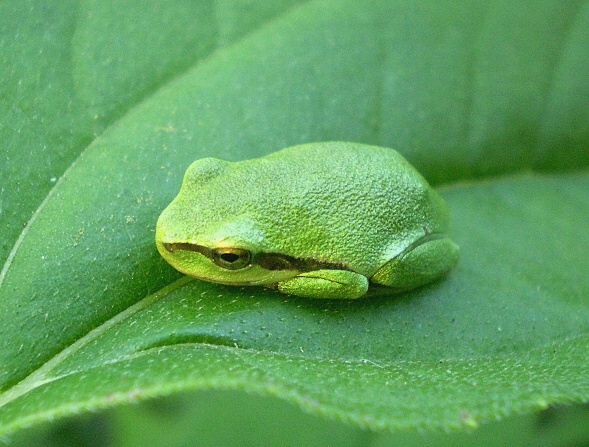 rosnička zelená středoevropská  Hyla arborea arborea