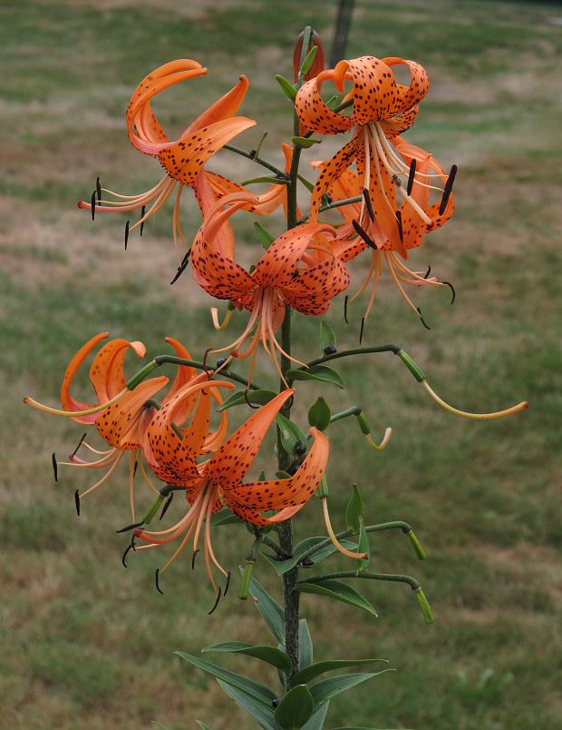 lalia Lilium superbum