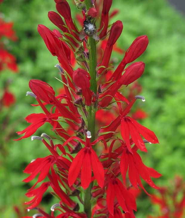 lobelka Lobelia cardinalis