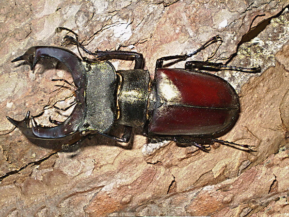 roháč  Lucanus cervus