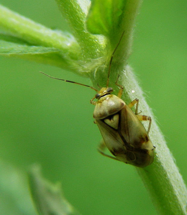 bzdoška  Lygus pratensis