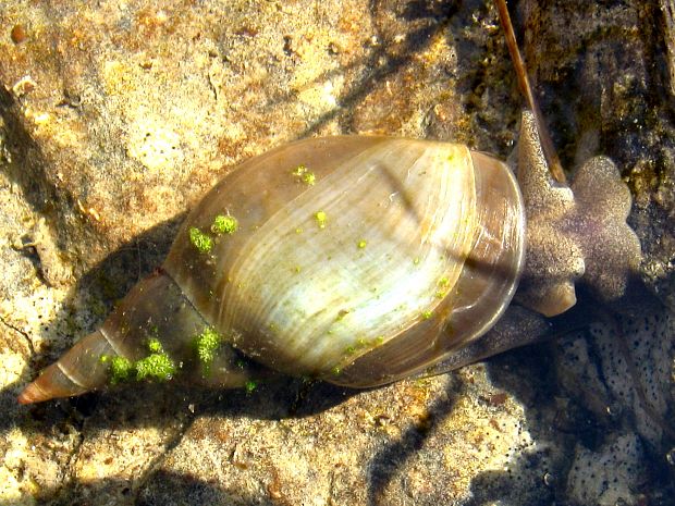 vodniak vysoký/plovatka bahenní Lymnaea stagnalis (Linnaeus, 1758)