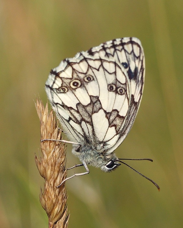 očkáô timotejkový Melanargia galathea