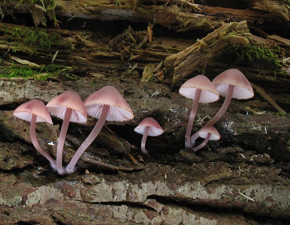 prilbička ružová Mycena rosella (Fr.) P. Kumm.